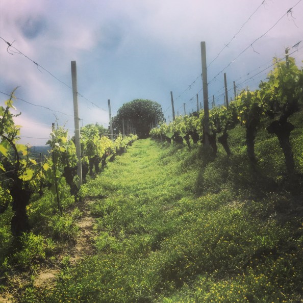 519C3116-C960-462F-8D6C-E6D52606BACF